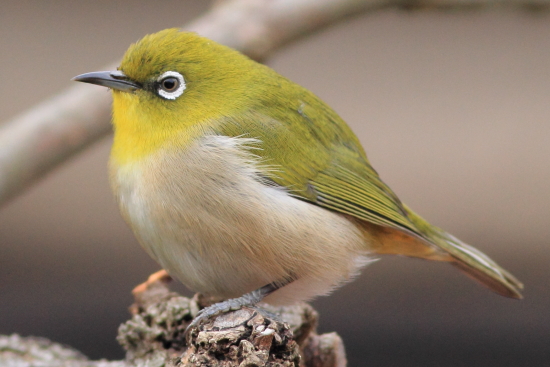 枝に止まるメジロ